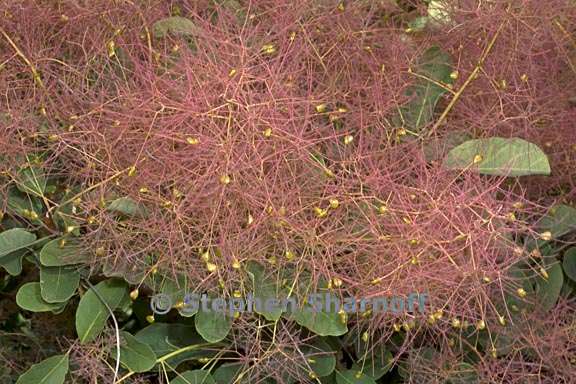 cotinus coggygria 3 graphic